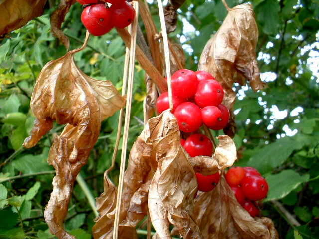 Dioscorea (=Tamus) communis / tamaro